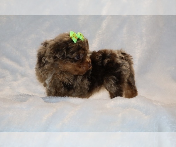 Medium Photo #7 ShihPoo Puppy For Sale in DYERSBURG, TN, USA