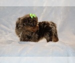 Small #6 ShihPoo