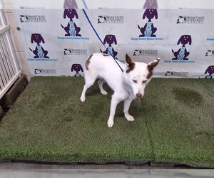 Siberian Husky-Unknown Mix Dogs for adoption in Orlando, FL, USA