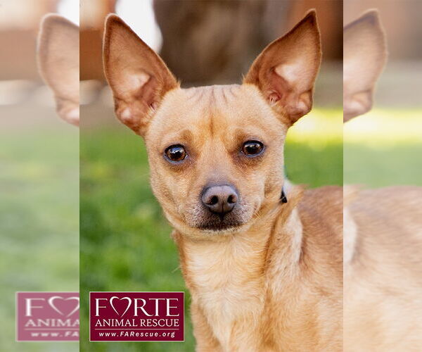 Medium Photo #1 Chihuahua-Unknown Mix Puppy For Sale in Marina del Rey, CA, USA