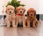 Small Photo #3 Golden Retriever Puppy For Sale in LITITZ, PA, USA