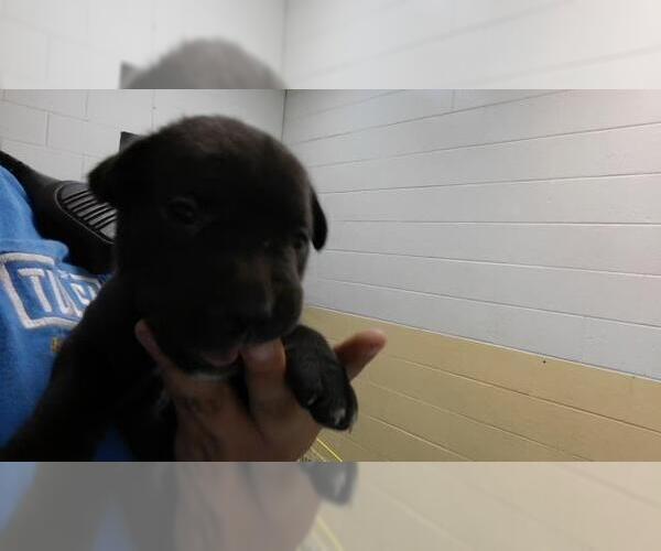 Medium Photo #1 Labrador Retriever-Unknown Mix Puppy For Sale in Tulsa, OK, USA
