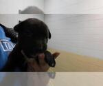 SABITH - Male Labrador Retriever-Unknown Mix Dog for Adoption - Small photo