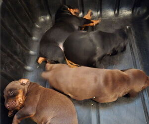 Doberman Pinscher Puppy for sale in SHELBYVILLE, IN, USA