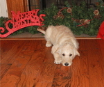 Small Photo #3 Labradoodle Puppy For Sale in GRANBURY, TX, USA