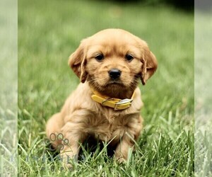 Golden Retriever Puppy for sale in NEW HOLLAND, PA, USA