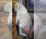 Puppy 6 Pyrenees Husky