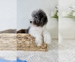 Small #3 Cavapoo