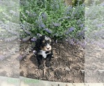 Small #3 Bernedoodle