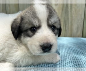 Medium Great Pyrenees