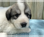 Puppy Willow Great Pyrenees