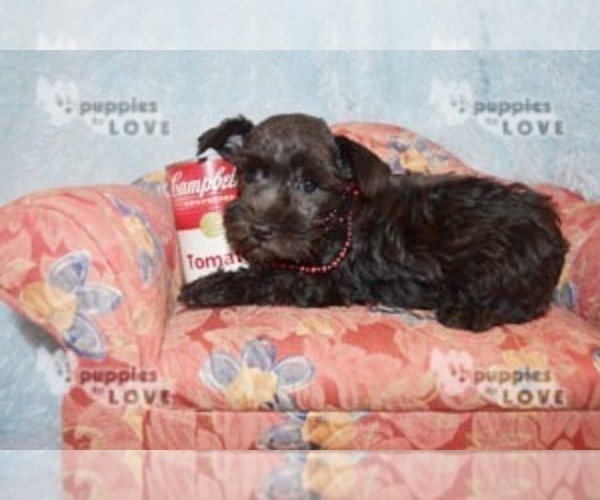 Medium Photo #2 Schnauzer (Miniature) Puppy For Sale in SANGER, TX, USA