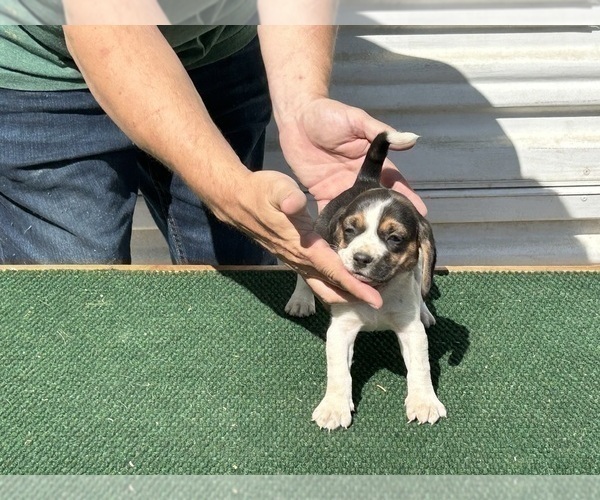 Medium Photo #2 Beagle Puppy For Sale in PEVELY, MO, USA