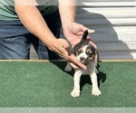 Small Photo #2 Beagle Puppy For Sale in PEVELY, MO, USA