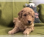 Small Photo #58 Goldendoodle Puppy For Sale in HARTFORD, CT, USA