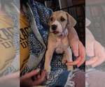 Small #1 Great Dane