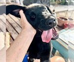 Small #6 Labrador Retriever Mix