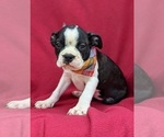 Small Photo #4 Boston Terrier Puppy For Sale in NARVON, PA, USA