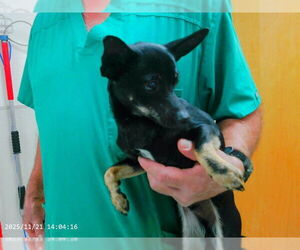 Chipin Dogs for adoption in Oroville, CA, USA