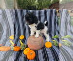 Small #6 Goldendoodle-Poodle (Miniature) Mix
