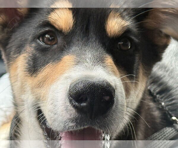 Medium Photo #8 Mutt Puppy For Sale in Sandy, UT, USA