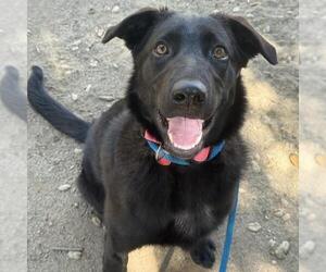 Labrador Retriever-Unknown Mix Dogs for adoption in San Diego, CA, USA