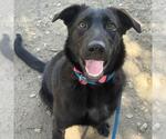 Small Labrador Retriever Mix