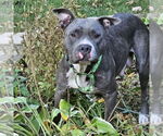 Small #10 American Pit Bull Terrier