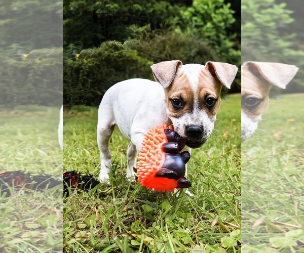 Medium Photo #1 Staffordshire Bull Terrier Puppy For Sale in Maryville, TN, USA