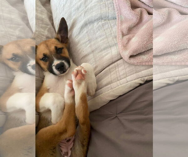 Medium Photo #19 Mutt Puppy For Sale in Germantown, OH, USA