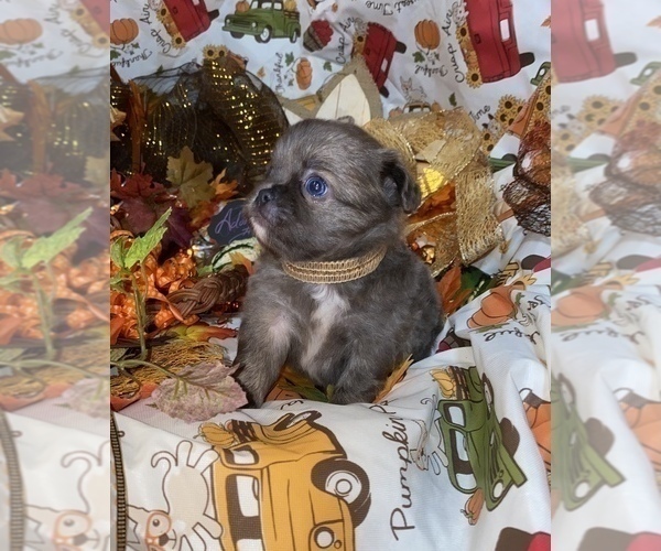 Medium Photo #20 Chihuahua Puppy For Sale in RAWSONVILLE, MI, USA