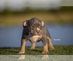 Small #7 American Bully