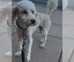 Small #3 Poodle (Miniature)