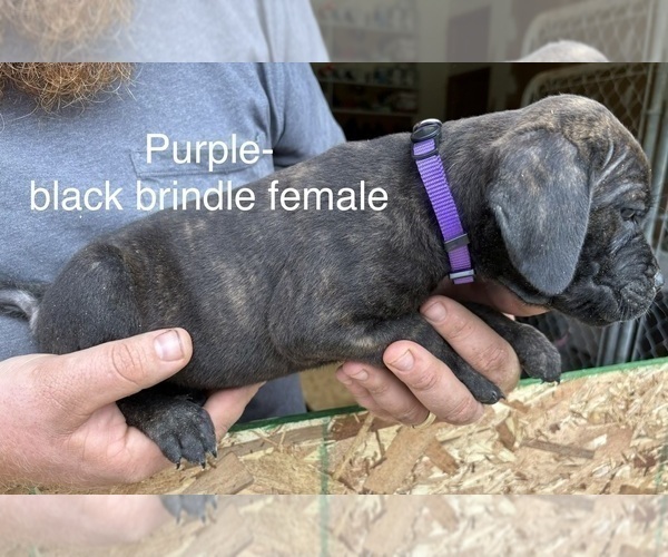 Medium Photo #14 Cane Corso Puppy For Sale in FORT WAYNE, IN, USA