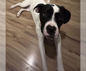 Dottie - Female Lab-Pointer Dog for Adoption - Photo #18