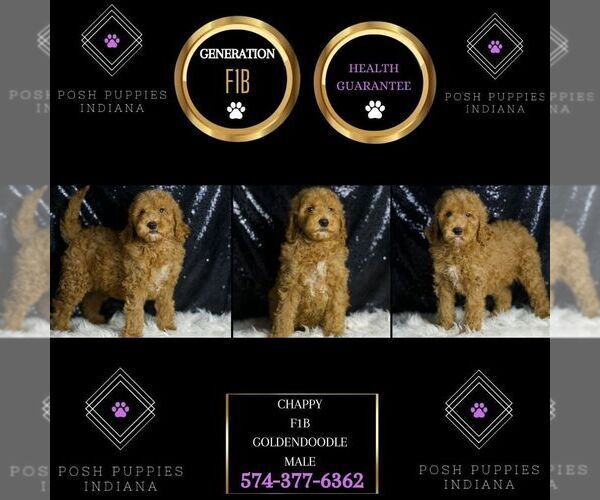 Medium Photo #8 Goldendoodle (Miniature) Puppy For Sale in WARSAW, IN, USA