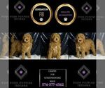 Small #7 Goldendoodle (Miniature)