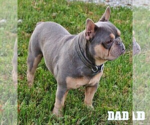 Father of the French Bulldog puppies born on 08/24/2022