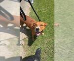 Small Rhodesian Ridgeback