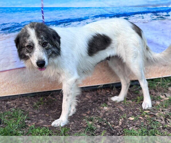 Medium Photo #7 Great Pyrenees Puppy For Sale in Spring, TX, USA