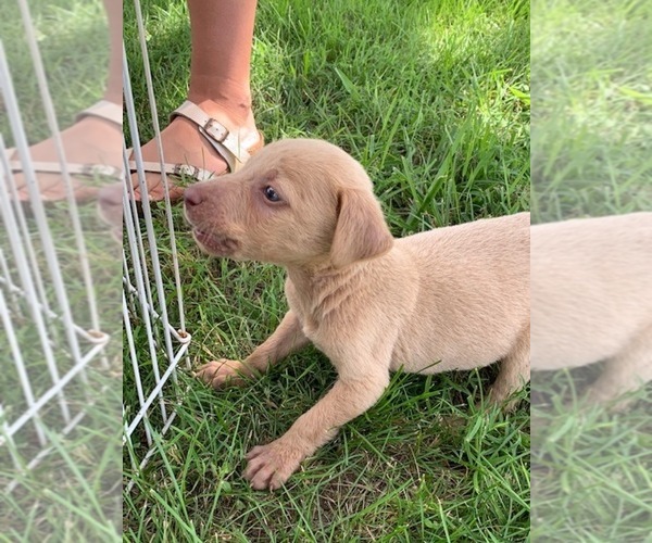 Medium Photo #24 Labrador Retriever Puppy For Sale in LEASBURG, MO, USA