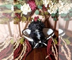 Small Photo #1 Maltese-Poodle (Toy) Mix Puppy For Sale in INDEPENDENCE, MO, USA