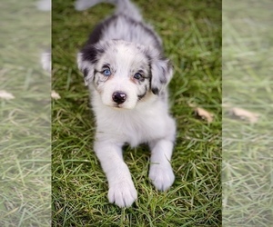 Australian Shepherd Puppy for sale in GENESEO, IL, USA