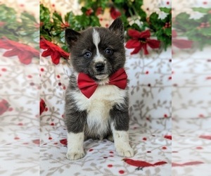 Pomsky Puppy for sale in EPHRATA, PA, USA