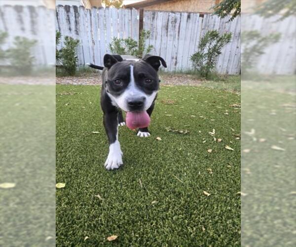 Medium Photo #3 Mutt Puppy For Sale in Las Vegas, NV, USA