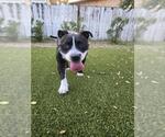 Small #2 Mutt