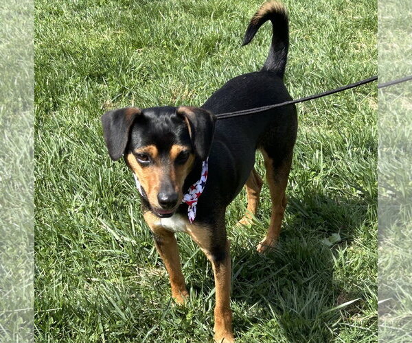Medium Photo #2 Doxle Puppy For Sale in Batavia, OH, USA