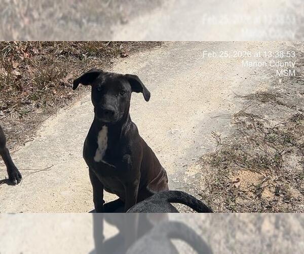 Medium Photo #1 Labrador Retriever-Unknown Mix Puppy For Sale in Ocala, FL, USA