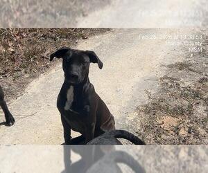 Labrador Retriever-Unknown Mix Dogs for adoption in Ocala, FL, USA