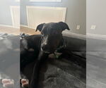 Small #2 American Pit Bull Terrier-American Staffordshire Terrier Mix